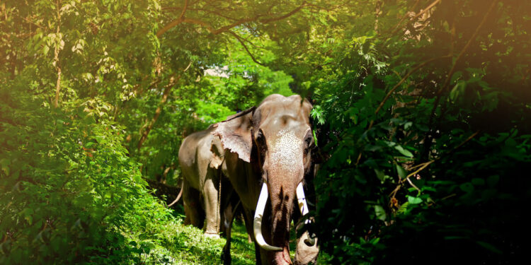 african jungle elephants