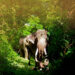 african jungle elephants