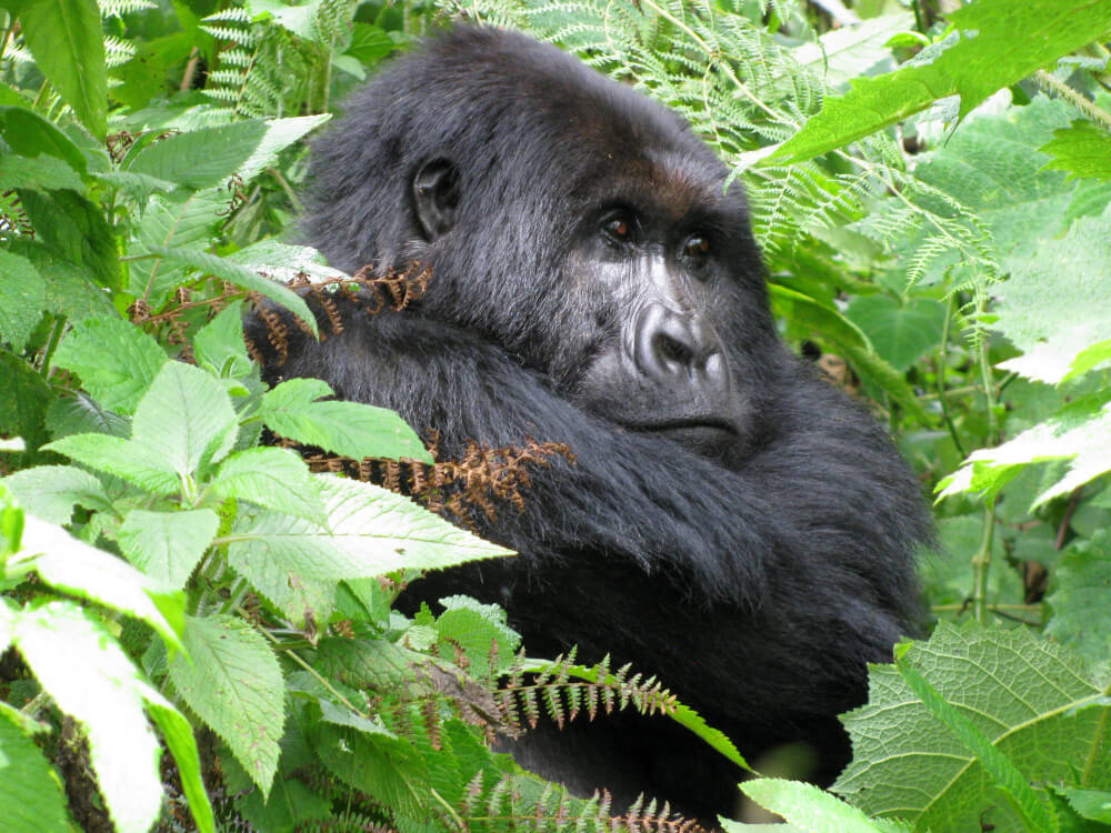 The endangered gorilla is one of the animals we'd all love to spot on an african jungle safari