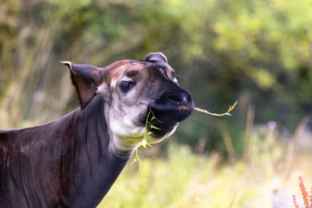 The okapi is one of the animals you might spot in the african jungle